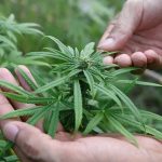 Cannabis firms smell big profits from German legalization move
